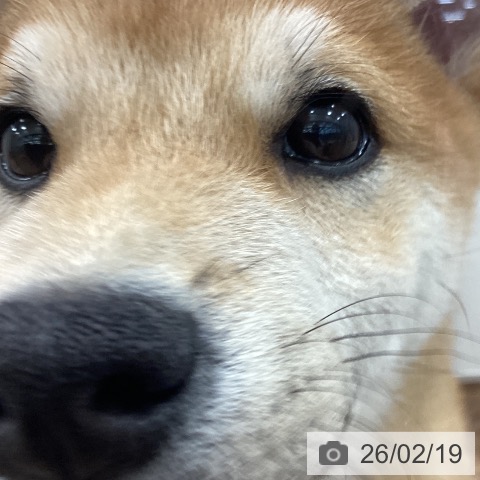 茨城県の柴犬(標準サイズ) (ペッツワン つくば店/2025年10月30日生まれ/男の子/赤)の子犬の4枚目の画像