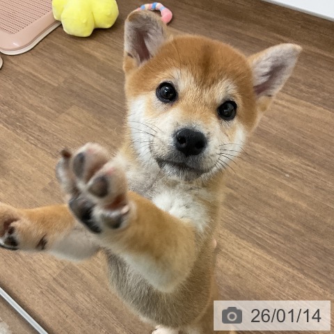 千葉県の柴犬(標準サイズ) (ペッツワン 千葉ニュータウン店/2025年10月30日生まれ/男の子/赤)の子犬の3枚目の画像
