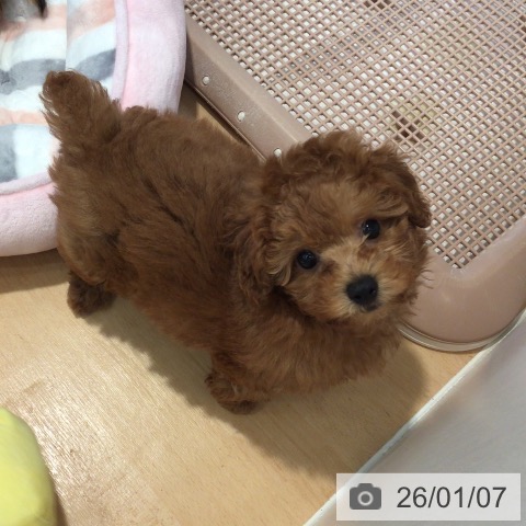 神奈川県のトイプードル(トイ) (ペットプラス 海老名店/2025年10月28日生まれ/男の子/レッド)の子犬の4枚目の画像