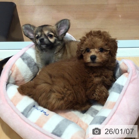 神奈川県のトイプードル(トイ) (ペットプラス 海老名店/2025年10月28日生まれ/男の子/レッド)の子犬の3枚目の画像