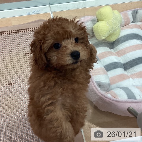 神奈川県のトイプードル(トイ) (ペットプラス 海老名店/2025年10月28日生まれ/男の子/レッド)の子犬の3枚目の画像