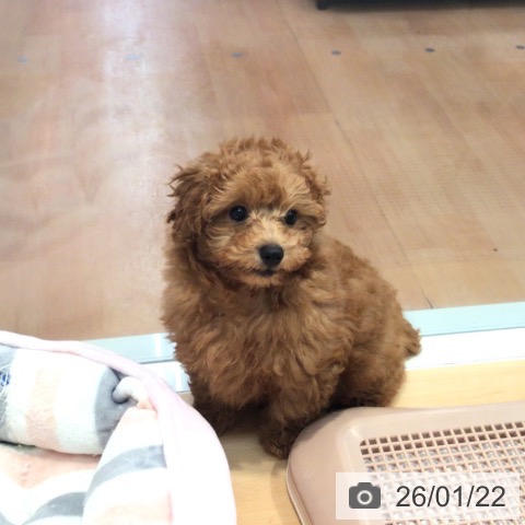 神奈川県のトイプードル(トイ) (ペットプラス 海老名店/2025年10月28日生まれ/男の子/レッド)の子犬の3枚目の画像