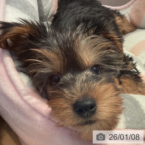 山形県のヨークシャーテリア (ペットプラス 天童店/2025年10月26日生まれ/男の子/スチールブルータン)の子犬の3枚目の画像