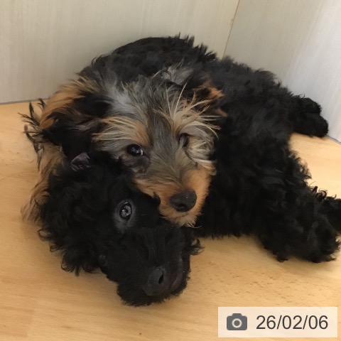 山形県のヨークシャーテリア (ペットプラス 天童店/2025年10月26日生まれ/男の子/スチールブルータン)の子犬の3枚目の画像