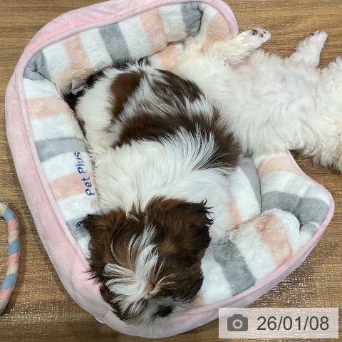 埼玉県のシーズー (ペッツワン 新座店/2025年10月15日生まれ/男の子/ホワイトゴールド)の子犬の4枚目の画像