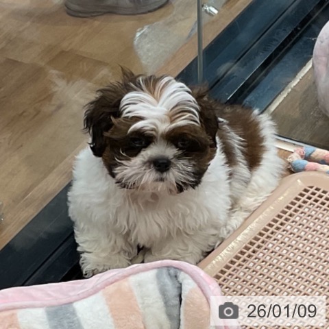 埼玉県のシーズー (ペッツワン 新座店/2025年10月15日生まれ/男の子/ホワイトゴールド)の子犬の4枚目の画像