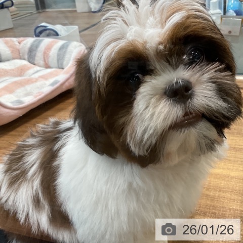 埼玉県のシーズー (ペッツワン 新座店/2025年10月15日生まれ/男の子/ホワイトゴールド)の子犬の3枚目の画像