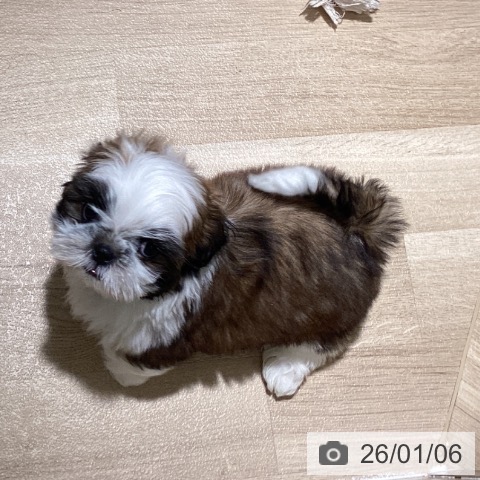 埼玉県のシーズー (ペットプラス イオンモール春日部店/2025年10月24日生まれ/男の子/ホワイトゴールド)の子犬の3枚目の画像