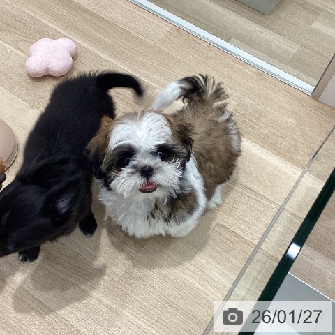 シー・ズーの写真