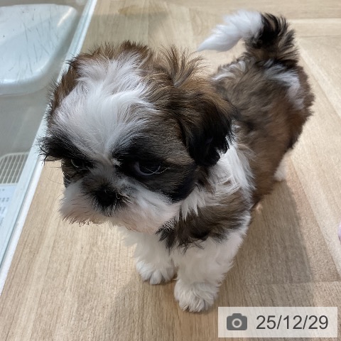 埼玉県のシーズー (ペットプラス ららぽーと新三郷店/2025年10月24日生まれ/男の子/ホワイトゴールド)の子犬の4枚目の画像