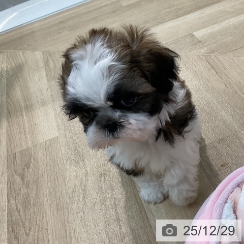 埼玉県のシーズー (ペットプラス ららぽーと新三郷店/2025年10月24日生まれ/男の子/ホワイトゴールド)の子犬の3枚目の画像