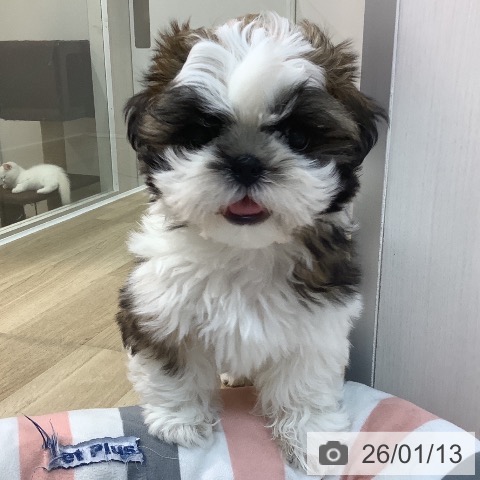 埼玉県のシーズー (ペットプラス ららぽーと新三郷店/2025年10月24日生まれ/男の子/ホワイトゴールド)の子犬の4枚目の画像