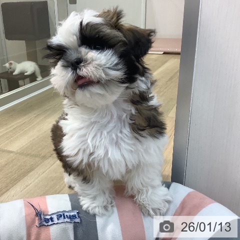 埼玉県のシーズー (ペットプラス ららぽーと新三郷店/2025年10月24日生まれ/男の子/ホワイトゴールド)の子犬の3枚目の画像