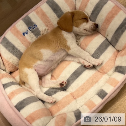 神奈川県のビーグル (ペットプラス 天王町店/2025年10月16日生まれ/女の子/レモンホワイト)の子犬の4枚目の画像