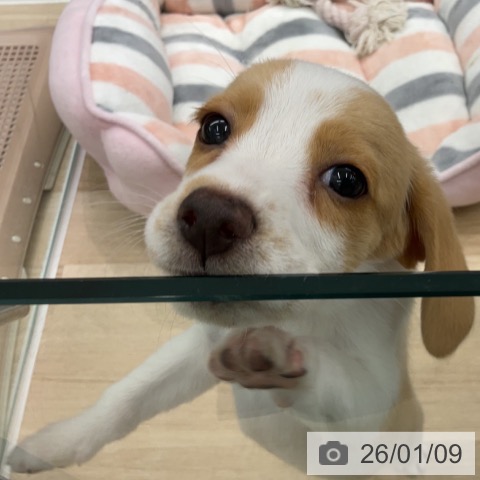 神奈川県のビーグル (ペットプラス 天王町店/2025年10月16日生まれ/女の子/レモンホワイト)の子犬の3枚目の画像