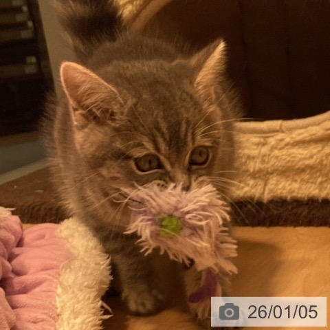 神奈川県のスコティッシュフォールド (ペットプラス 座間店/2025年10月30日生まれ/女の子/ブルータビー)の子猫の4枚目の画像