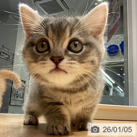 神奈川県のスコティッシュフォールド (ペットプラス 座間店/2025年10月30日生まれ/女の子/ブルータビー)の子猫の3枚目の画像