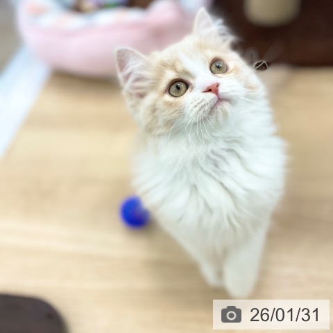 神奈川県のスコティッシュフォールド (ペットプラス 相模原並木店/2025年10月23日生まれ/男の子/クリームタビーホワイト)の子猫の3枚目の画像