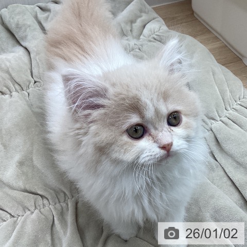 宮城県のスコティッシュフォールド (ペットプラス 仙台上杉店/2025年10月23日生まれ/女の子/クリームタビーホワイト)の子猫の4枚目の画像