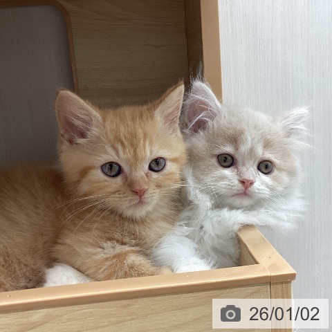 宮城県のスコティッシュフォールド (ペットプラス 仙台上杉店/2025年10月23日生まれ/女の子/クリームタビーホワイト)の子猫の3枚目の画像