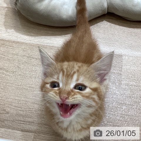 東京都のマンチカン (ペットプラス むさし村山店/2025年10月30日生まれ/女の子/レッドタビー)の子猫の4枚目の画像