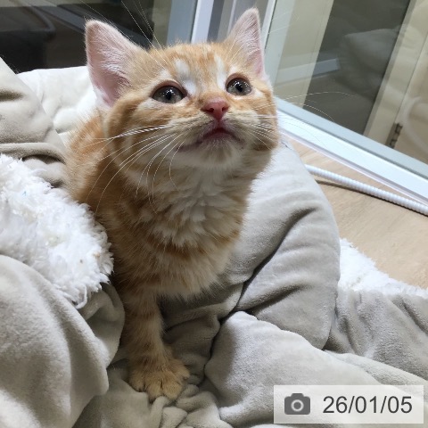 東京都のマンチカン (ペットプラス むさし村山店/2025年10月30日生まれ/女の子/レッドタビー)の子猫の3枚目の画像