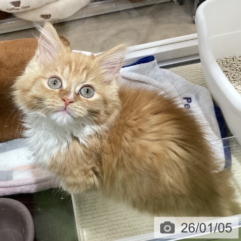 埼玉県のマンチカン (ペットプラス 羽生店/2025年10月29日生まれ/男の子/レッドタビーホワイト)の子猫の4枚目の画像