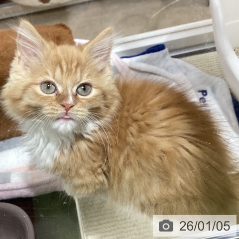 埼玉県のマンチカン (ペットプラス 羽生店/2025年10月29日生まれ/男の子/レッドタビーホワイト)の子猫の3枚目の画像