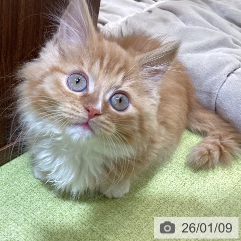 埼玉県のマンチカン (ペットプラス 羽生店/2025年10月29日生まれ/男の子/レッドタビーホワイト)の子猫の4枚目の画像