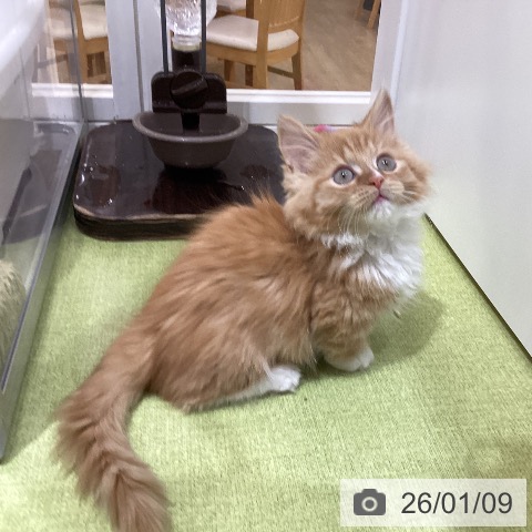 埼玉県のマンチカン (ペットプラス 羽生店/2025年10月29日生まれ/男の子/レッドタビーホワイト)の子猫の3枚目の画像