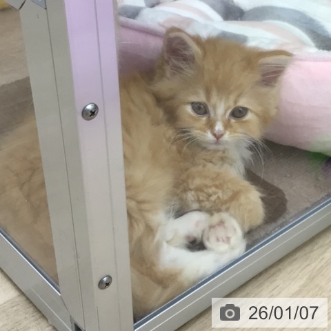 福島県のサイベリアン (ペットプラス 福島店/2025年10月29日生まれ/男の子/レッドタビーホワイト)の子猫の3枚目の画像
