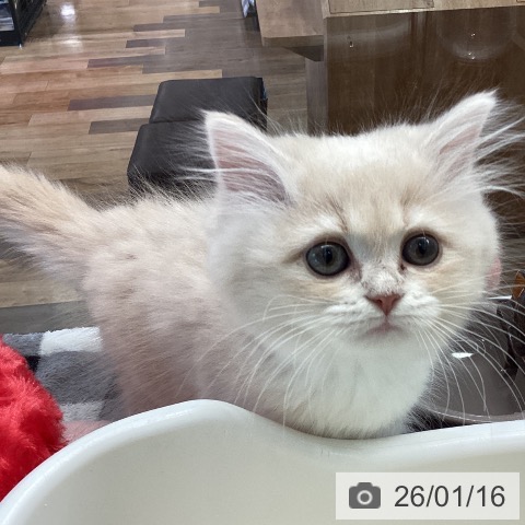 千葉県のサイベリアン (ペットプラス 幕張新都心店/2025年10月29日生まれ/女の子/クリームタビーホワイト)の子猫の3枚目の画像