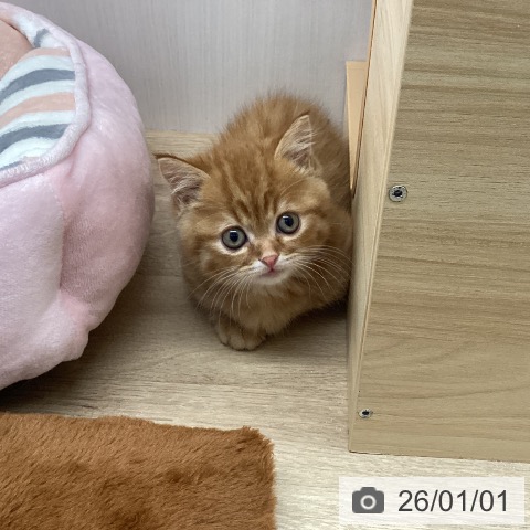 宮城県のマンチカン (ペットプラス 名取店/2025年10月30日生まれ/男の子/レッドタビー)の子猫の3枚目の画像