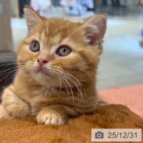 東京都のマンチカン (ペットプラス アクアシティお台場店/2025年10月30日生まれ/男の子/レッドタビー)の子猫の3枚目の画像