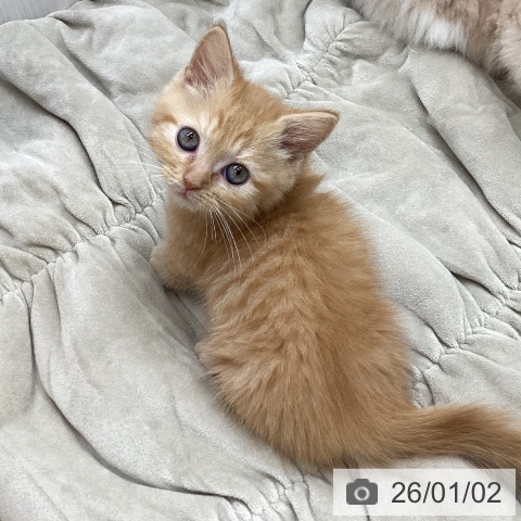 マンチカンの写真