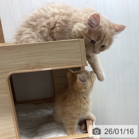 マンチカンの写真