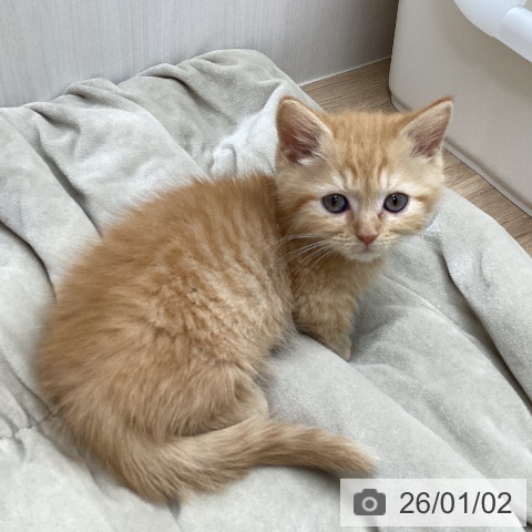 宮城県のマンチカン (ペットプラス 仙台上杉店/2025年10月30日生まれ/男の子/レッドタビー)の子猫の4枚目の画像