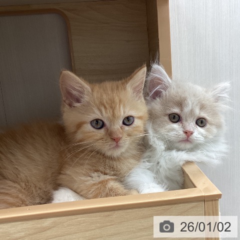 宮城県のマンチカン (ペットプラス 仙台上杉店/2025年10月30日生まれ/男の子/レッドタビー)の子猫の3枚目の画像