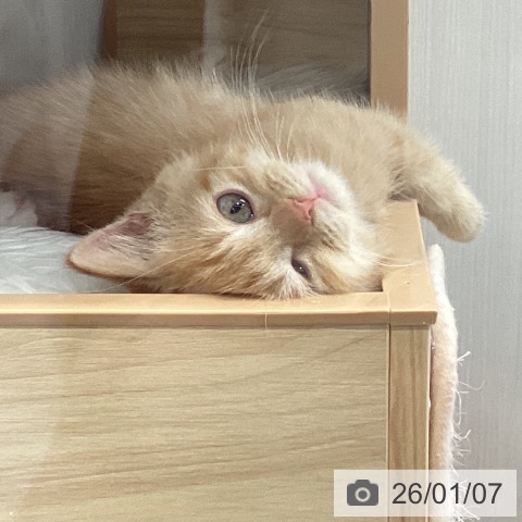 宮城県のマンチカン (ペットプラス 仙台上杉店/2025年10月30日生まれ/男の子/レッドタビー)の子猫の3枚目の画像