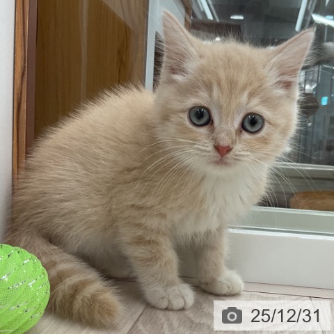 埼玉県のマンチカン (ペットプラス 浦和美園店/2025年10月30日生まれ/男の子/クリームタビーホワイト)の子猫の3枚目の画像