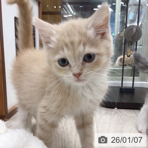 埼玉県のマンチカン (ペットプラス 浦和美園店/2025年10月30日生まれ/男の子/クリームタビーホワイト)の子猫の4枚目の画像