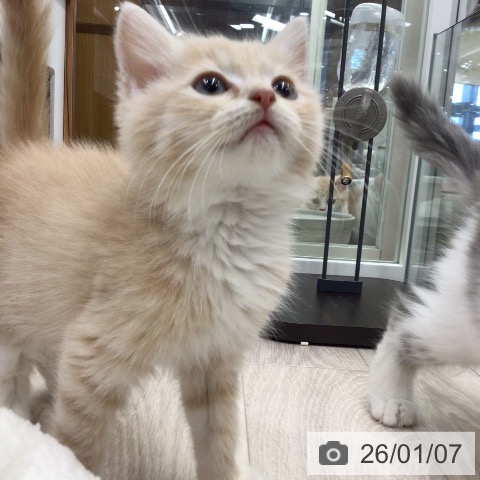 埼玉県のマンチカン (ペットプラス 浦和美園店/2025年10月30日生まれ/男の子/クリームタビーホワイト)の子猫の3枚目の画像