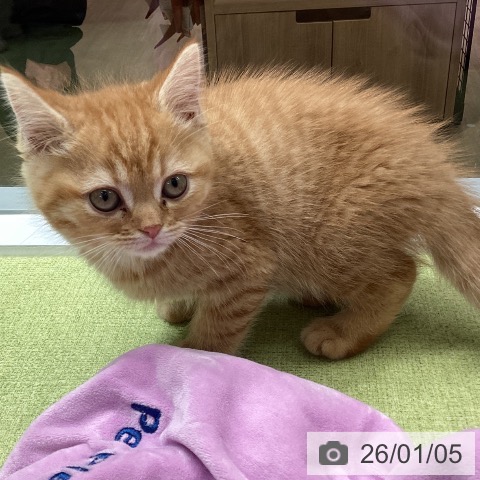 埼玉県のマンチカン (ペットプラス 川口店/2025年10月30日生まれ/男の子/レッドタビー)の子猫の4枚目の画像