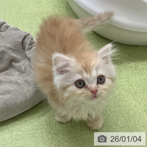 埼玉県のマンチカン (ペットプラス 川口店/2025年10月30日生まれ/女の子/クリームタビーホワイト)の子猫の4枚目の画像