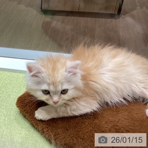 マンチカンの写真