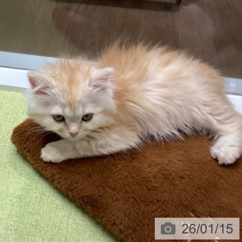 マンチカンの写真