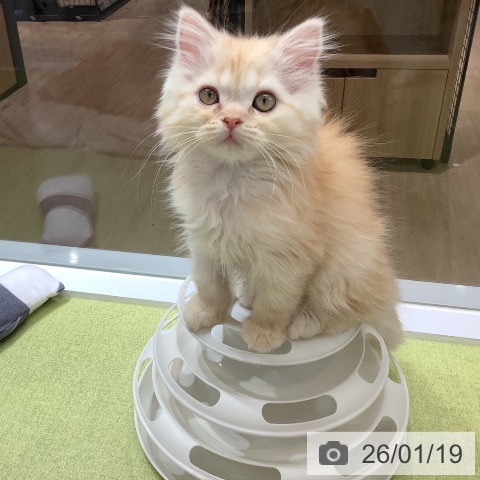 マンチカンの写真