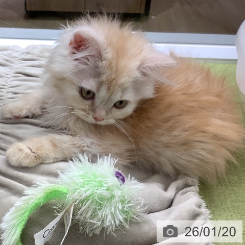 マンチカンの写真