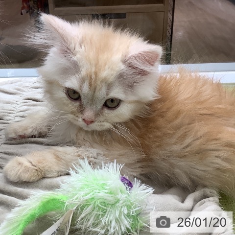 マンチカンの写真