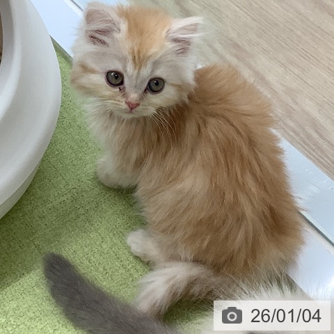 埼玉県のマンチカン (ペットプラス 川口店/2025年10月30日生まれ/女の子/クリームタビーホワイト)の子猫の3枚目の画像